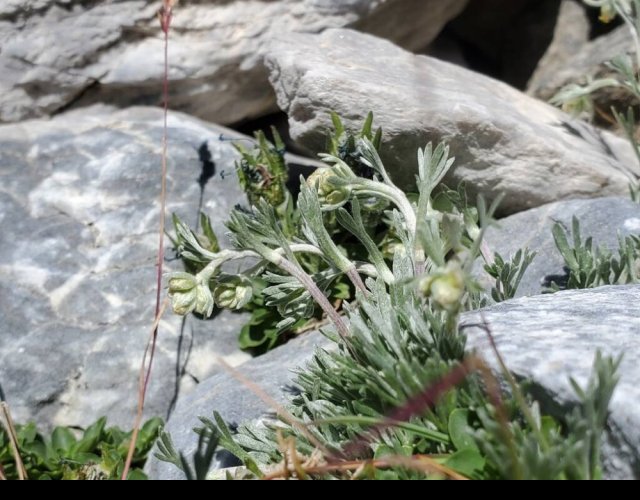 L'Armoise en ombelle, Artemisia umbelliformis ©Photo Ph. Pellicier