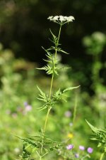 Le Cerfauil doré