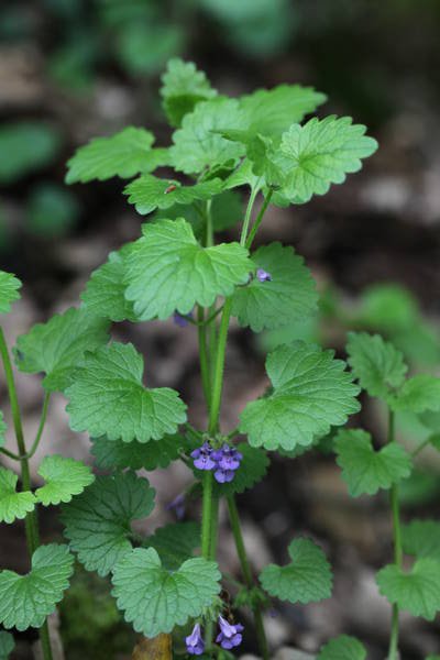 Le Lierre terrestre (Glechoma hederacea) photo P. Pellicier