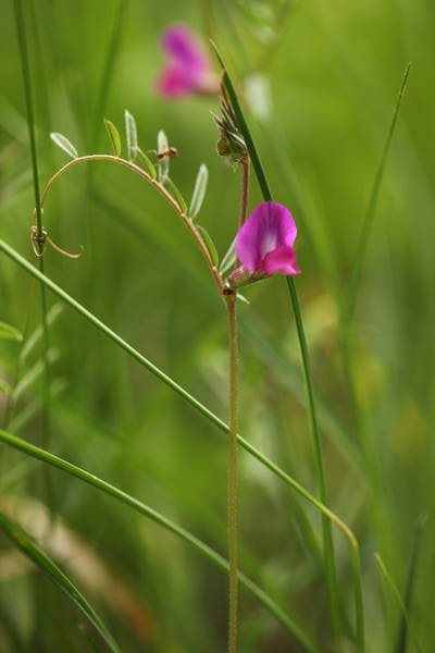 La Vesce cultivée à feuille étroites (Vicia sativa subsp ; angustifolia) photo P. Pellicier