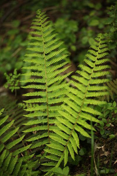 Le Polystic à soies (Polysticum setiferum) <p>Les frondes diminuent peu à la base</p>photo P. Pellicier