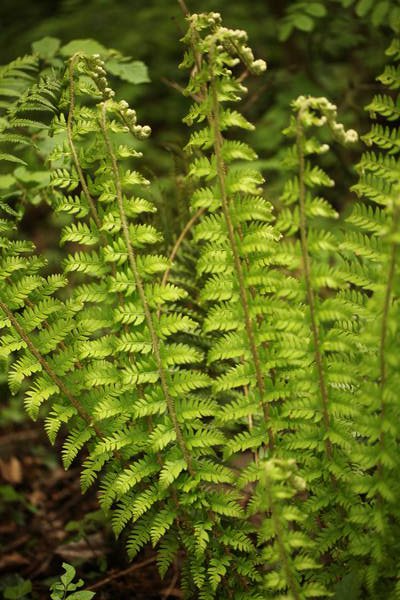 Le Polystic à soies (Polysticum setiferum) <p>Jeunes frondes encore en crosse à l'extrémité</p>photo P. Pellicier
