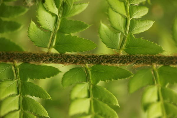 Le Polystic à soies (Polysticum setiferum) <p>Rachis couvert d'écailles et détail de la découpe des pinnules qui sont brièvement pédonculées</p>photo P. Pellicier