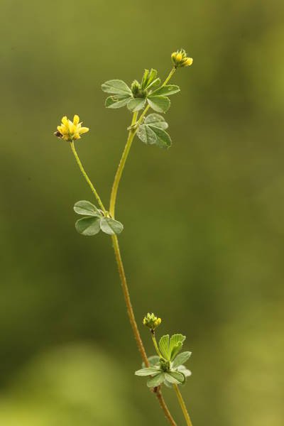 Le Trèfle douteux (Trifolium dubium) photo P. Pellicier