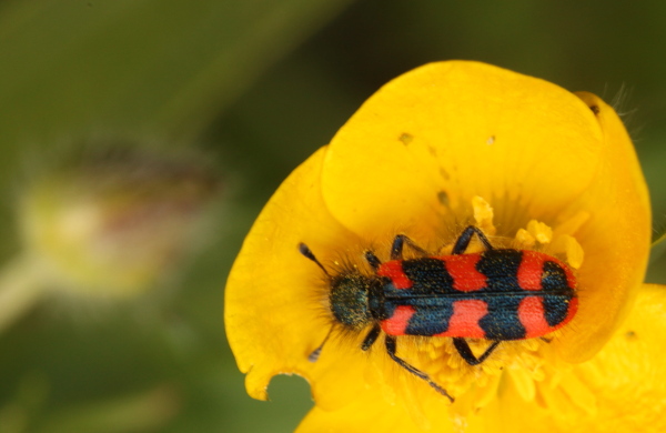 Le Clairon des ruches (Trichodes alvearius) photo P. Pellicier