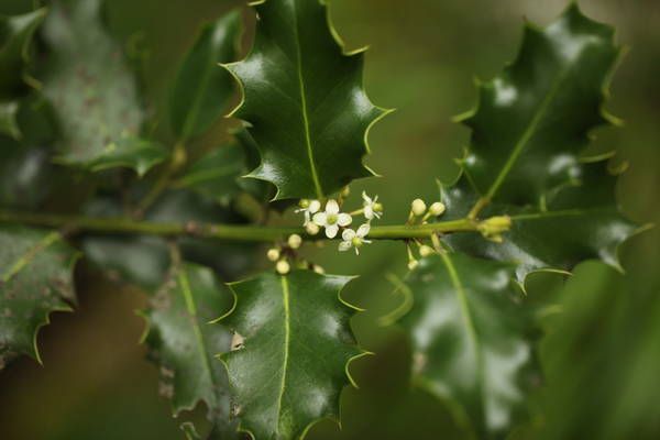 Le houx (Ilex aquifolium) en fleurs photo P. Pellicier