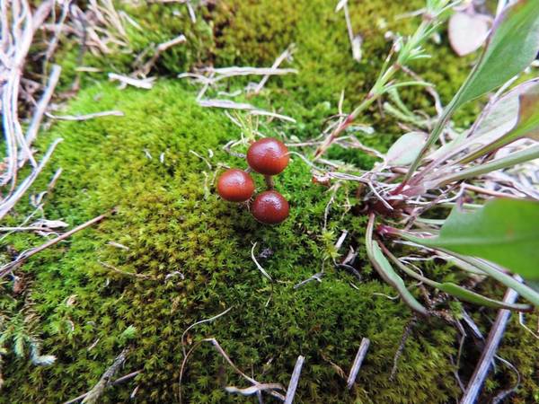 Deconica montana dans les polytriches photo O. Lussiana
