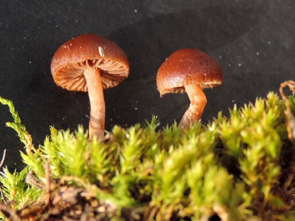 Deconica montana dans les polytriches photo O. Lussiana