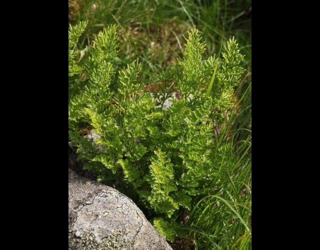 Allosore crépu, Cryptogramma crispa