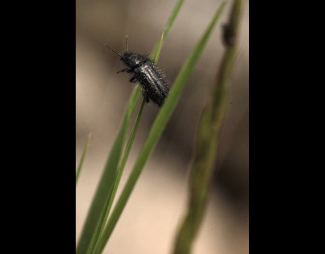 Petit coléoptère poilu très abondant sur les graminées ©photo Ph. Pellicier