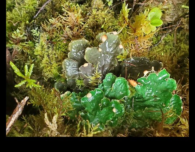 Peltigera degenii