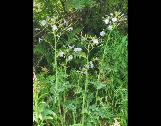 Laitue de Plumier, Lactuca plumieri
