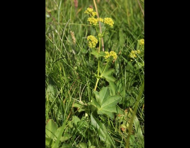 Alchémille glabre, Alchemilla glabra