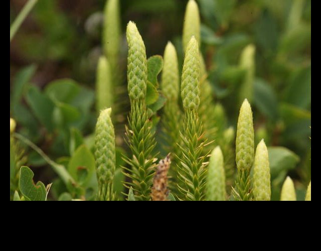 Lycopode à rameaux annuels, Lycopodium annotinum, protégé en Savoie