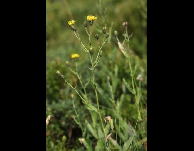 Épervière faux picris, Hieracium picroides