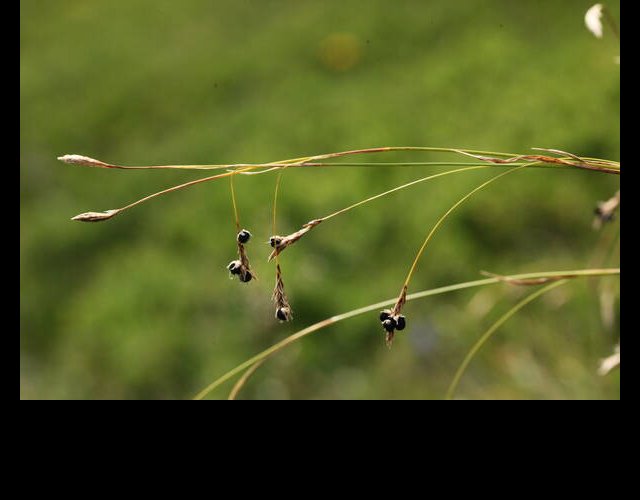 Chammignon parasite sur les épis de La Laîche toujours verte (Anthracoidea sempervirentis)