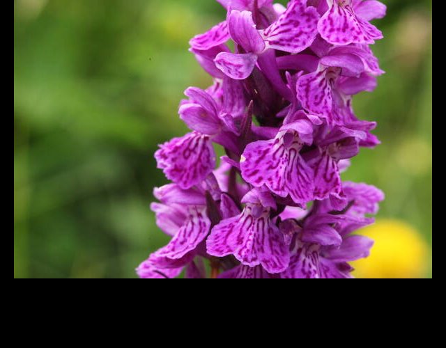 Orchis de Savoie, Dactylorhiza savogiensis