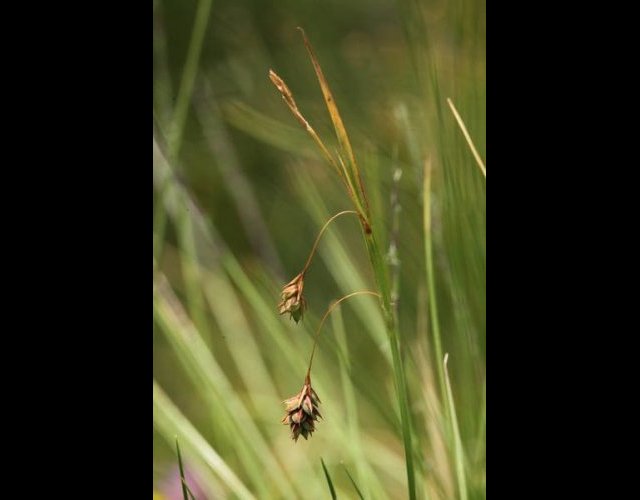 Laîche de Magellan, Carex magellanica subsp. irrigua, très rare et protégée