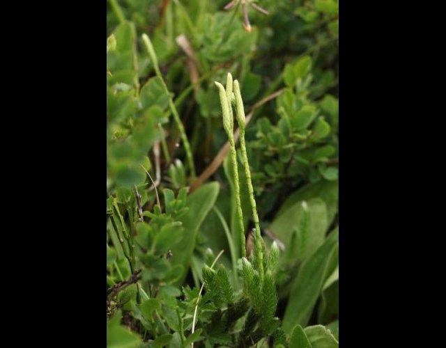 Lycopode en épi, Lycopodium clavatum, protégé en Savoie