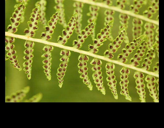 Athyrium alpestre, Athyrium distentifolium