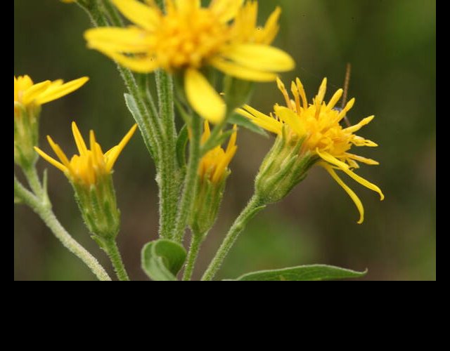 Solidage alpestre, Solidago virgaurea subsp. minuta