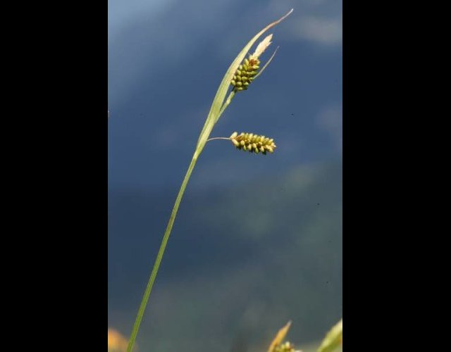 Laîche pâle, Carex pallescens
