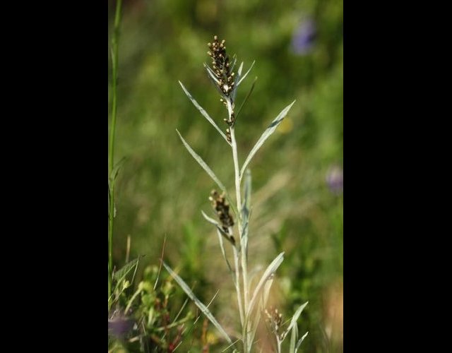 Gnaphale de Norvège, Gnaphalium norvegicum