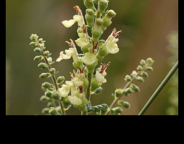 Germandrée des bois, Teucrium scorodonia