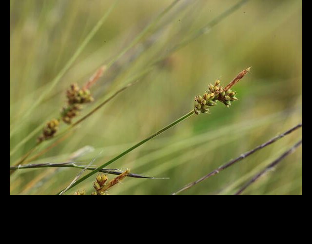 Laîche à pilules, Carex pilulifera