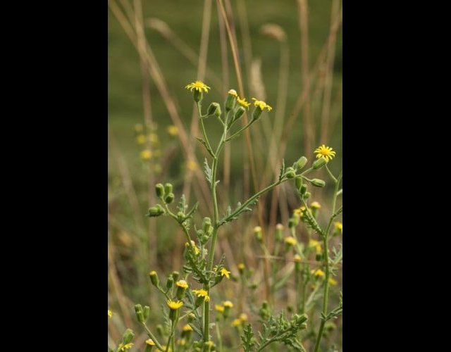Séneçon visqueux, Senecio voscosus