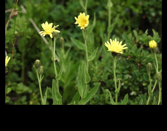 Épervière à feuilles lancéolées, Hieracium lantoscanum