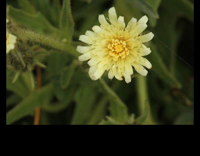 Épervière chicorée, Hieracium intybaceum