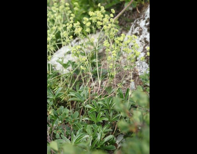 Alchémille du basalte, Alchemilla trannsiens