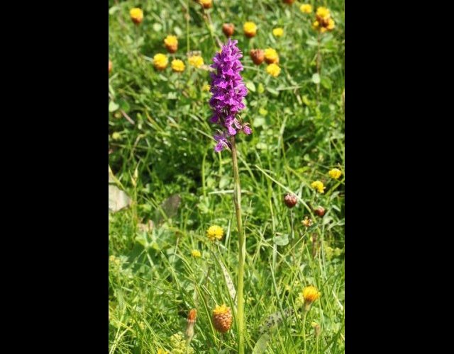 Orchis de Savoie, Dactylorhiza savogiensis