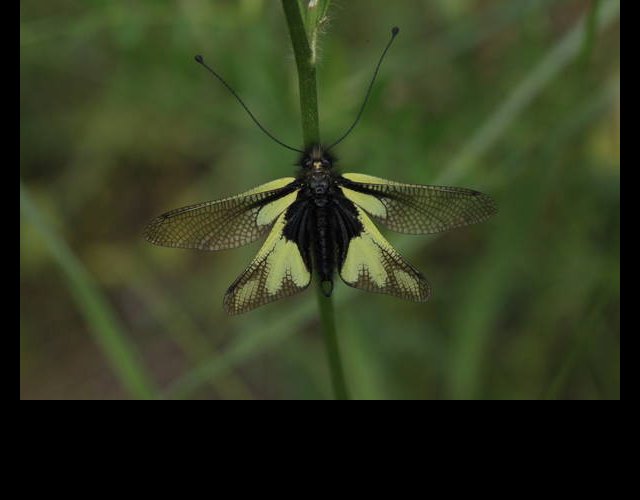 L'ascalaphe bariolé, insecte typique des pelouses sèches, répandu des ces milieux en Tarentaise ©photo Ph. Pellicier