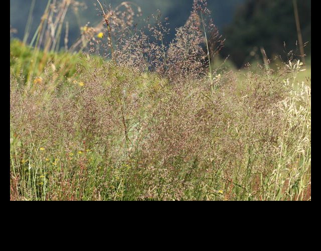 Agrostide capillaire, Agrostis capillaris