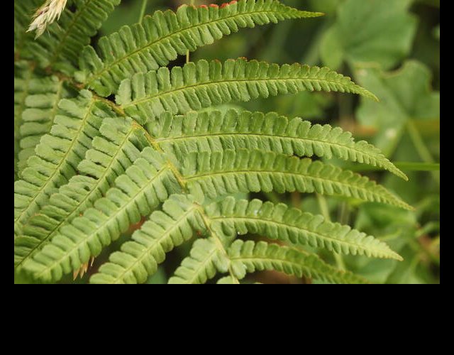 Fougère mâle, Polystichum filix-mas
