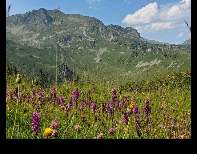 Un parterre d'Orchidées près du bélvédère (Dactylorhiza savogiensis) ©Photo Ph. Pellicier