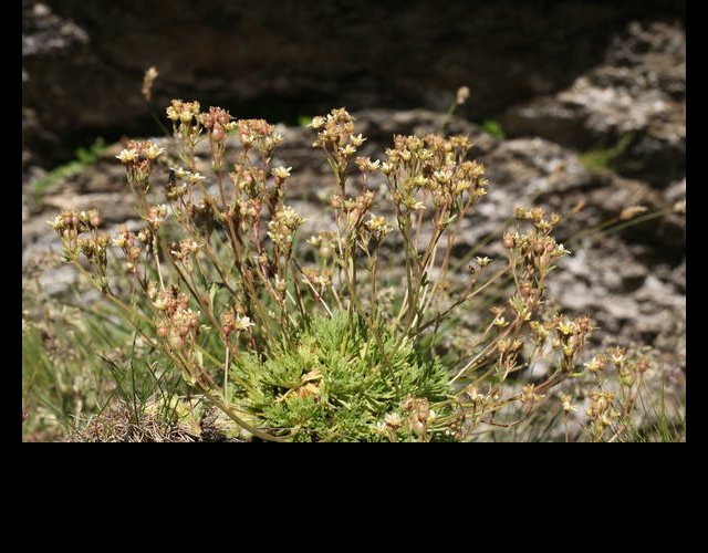 La Saxifrage sillonée ©photo Ph. Pellicier