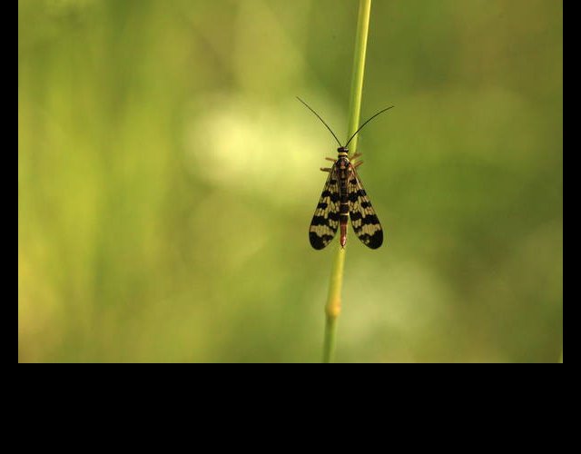 La mouche scorpion ©photo Ph. Pellicier