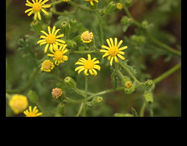 Séneçon visqueux, Senecio voscosus