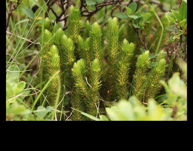Lycopode selagine, Huperzia selago