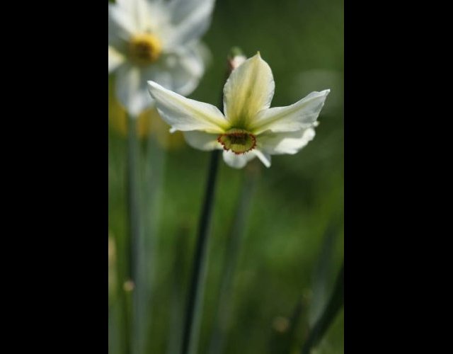 Le Narcisse ©photo P. Pellicier