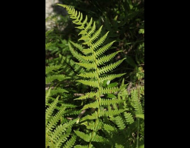 Fougère des mmontagnes, Oreopteris limbosperma