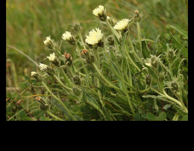 Épervière chicorée, Hieracium intybaceum