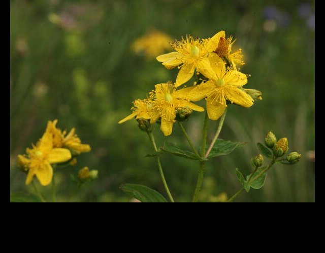 Millepertuis tacheté, Hypericum maculatum