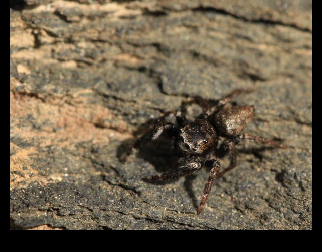 Evarchia arcuata, une minuscule araignée sauteuse ©photo Ph. Pellicier