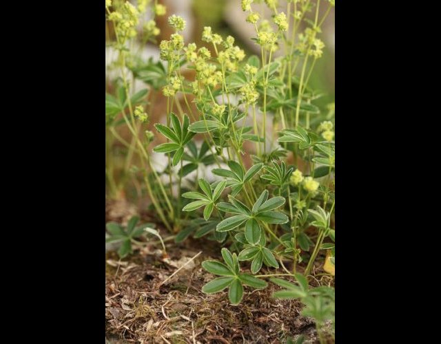Alchémille des Alpes, Alchemilla alpina