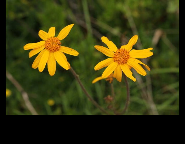 Arnica, Arnica montana