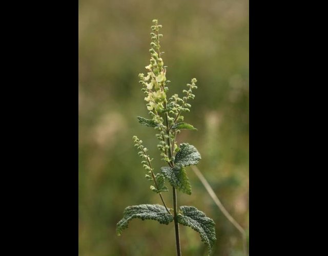 Germandrée des bois, Teucrium scorodonia